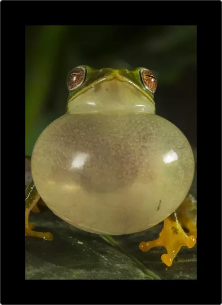 Jayarami Bush frog (Raorchestes jayarami), inflating vocal sac, calling to attract mate
