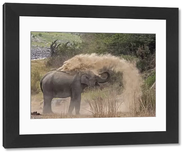 Asiatic elephant (Elephas maximus), young female taking dust bath at dawn