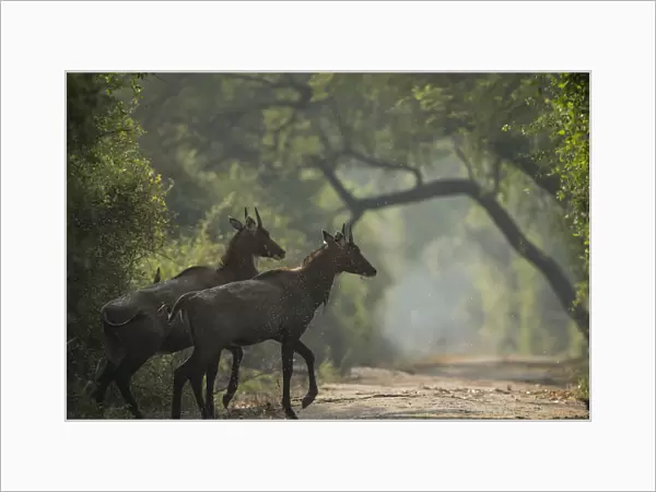 Nilgai (Boselaphus tragocamelus) young bulls, Keoladeo  /  Bharatpur National Park