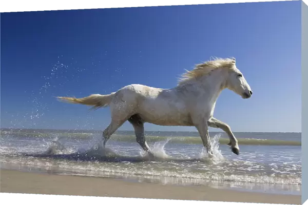 Camargue horse (Equus caballus) running in water at beach, Camargue, France, April