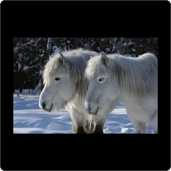 Yakut horses (Equus caballus) standing in snow, Berdigestyakh, Yakutia, East Siberia