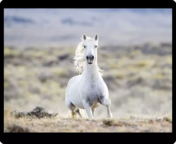 Wild horse  /  Mustang, grey stallion running, Adobe Town herd, Wyoming, USA