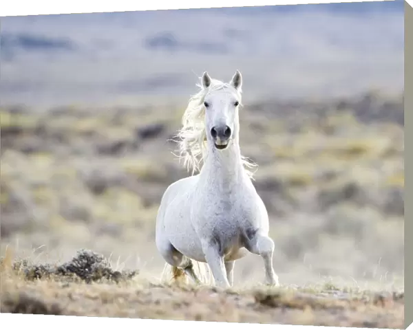 Wild horse  /  Mustang, grey stallion running, Adobe Town herd, Wyoming, USA