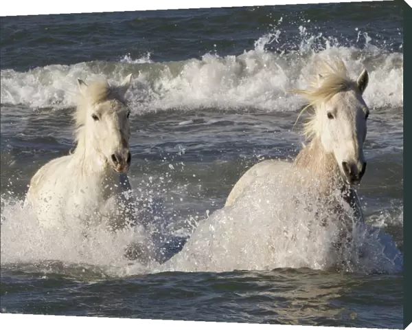 Two white horses of the Camargue, running through the sea, Camargue, Southern France