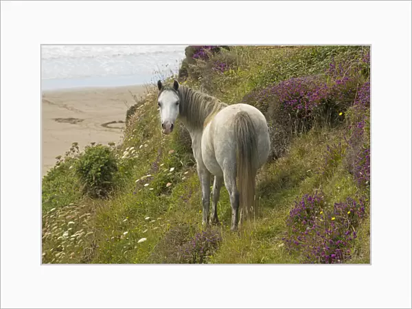 Welsh mountain pony (Equus caballus) with a view of the beach and Bell heather (Erica cinerea), St