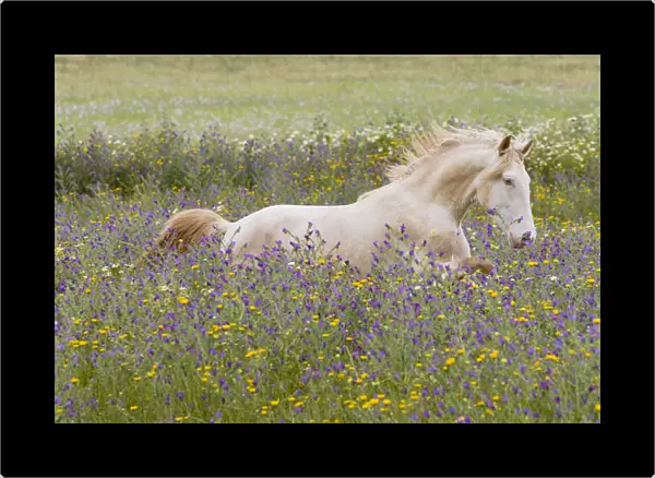Young Cremello Lusitano stallion running through field of wildflowers in southern Spain, Europe