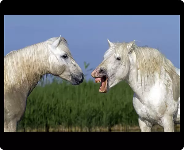 Camargue horse, two, one with mouth open. Bouches du Rhone, France May