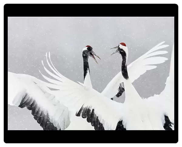 Japanese  /  Red-crowned crane (Grus japonicus) two calling and dancing, part of bonding