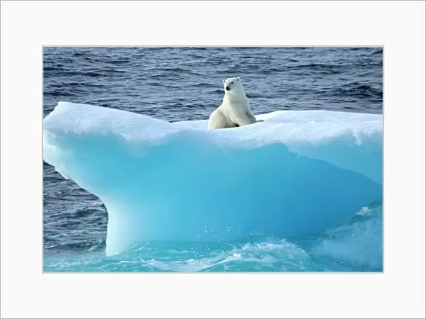 Polar bear (Ursus maritimus) on an iceberg, Baffin Bay, Canada. September