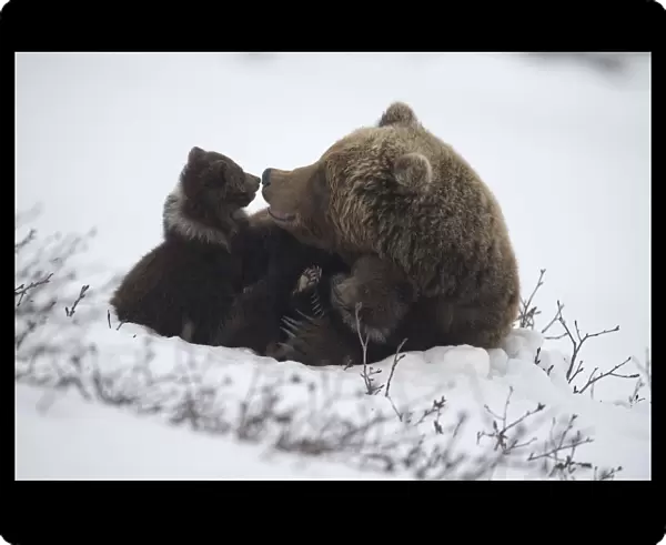 Brown bear (Ursus arctos) mother and cubs, South Kamchatka Sanctuary, Kronotsky Nature Reserve
