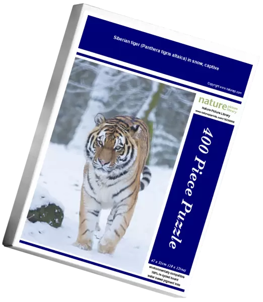 Siberian tiger (Panthera tigris altaica) in snow, captive
