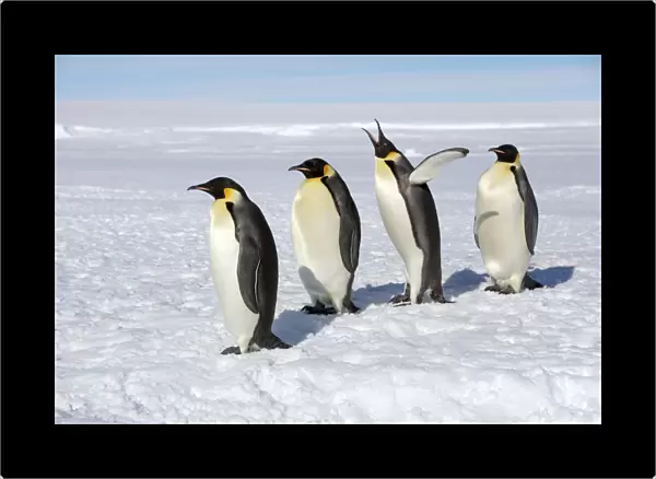 Emperor penguins (Aptenodytes forsteri) four adult penguins stand in row waiting