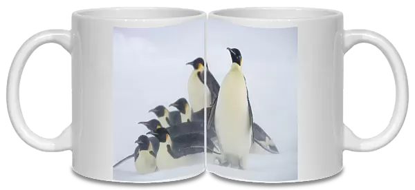 Emperor penguins (Aptenodytes forsteri) huddle together in snow storm near Snow Hill Island colony