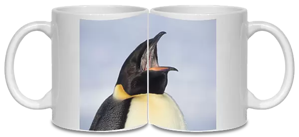 Emperor penguin (Aptenodytes forsteri) with open beak showing spines used to hold prey