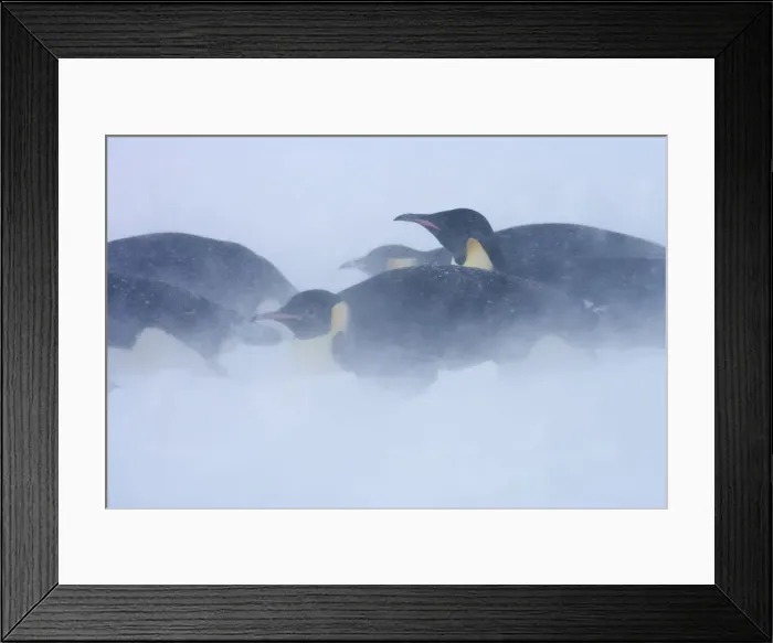 Framed Print : Emperor Penguins in Blizzard Print Framed Print : Emperor Penguins in Blizzard Print