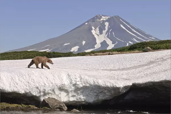 Brown bear (Ursus arctos) walking over edge of snow field with volcano in background