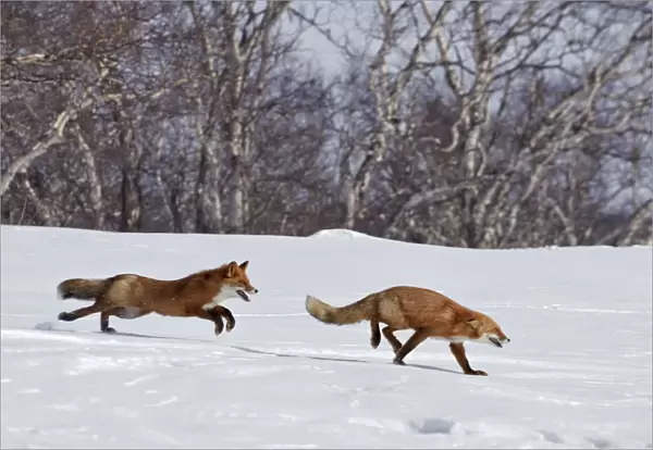 Red fox (Vulpes vulpes) one fox chasing another across snow, Kamchatka, Far east Russia