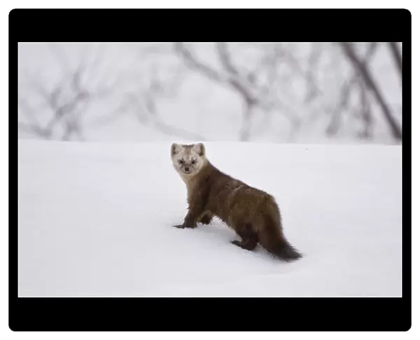 Japanese sable (Martes zibellina) foraging on snow, Kamchatka, far east Russia, May
