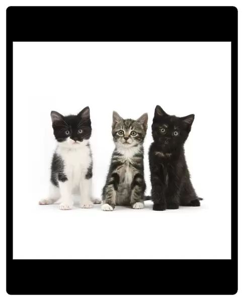 RF- Portrait of three kittens