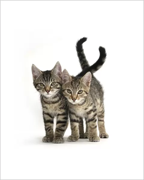 Tabby kittens, Stanley and Fosset, 12 weeks old, walking together