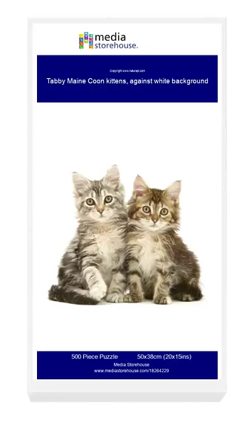 Tabby Maine Coon kittens, against white background