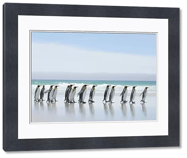 Group of King penguins {Aptenodytes patagonicus} profile walking in line along beach