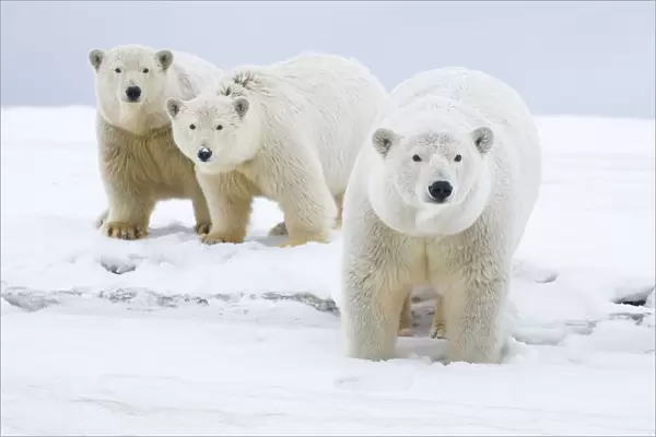 Polar bear (Ursus maritimus) female with cubs aged two years, along a barrier island