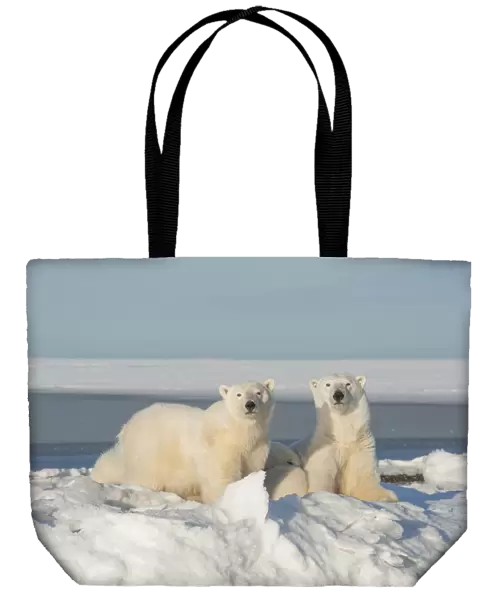 Polar bear (Ursus maritimus) sow with a two juveniles rest along newly formed pack