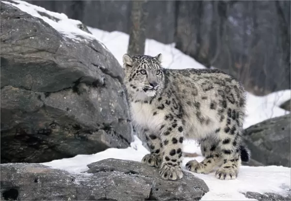 Juvenile Snow leopard {Panthera uncia} captive