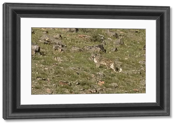 Wild female Snow Leopard (Panthera uncia) portrait, standing on grassy mountainside