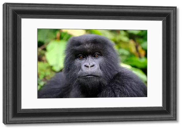 Subadult Mountain gorilla (Gorilla beringei) portrait, Volcanoes National Park, Rwanda
