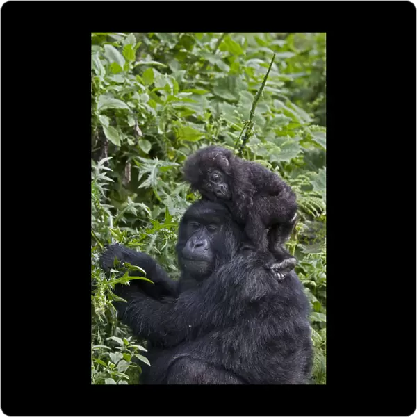 Mountain gorilla (Gorilla gorilla berengei) infant sitting on mothers head while