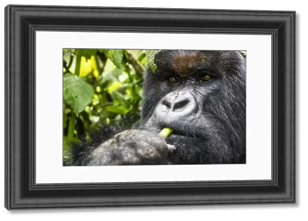 Mountain gorilla (Gorilla gorilla beringei) close up of silverback eating, Volcanoes National Park