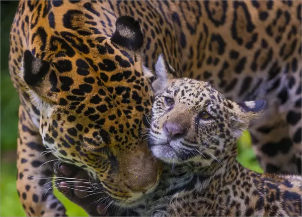 Jaguar (Panthera onca) mother grooming with four month old cub, native to Southern
