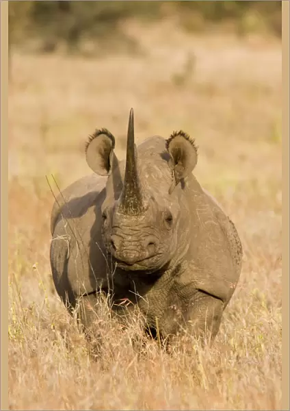Black Rhinoceros {Diceros bicornis} with oxpecker foraging in ear, Kenya