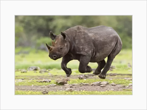 Black Rhinoceros (Diceros bicornis) running. Etosha National Park, Namibia, January