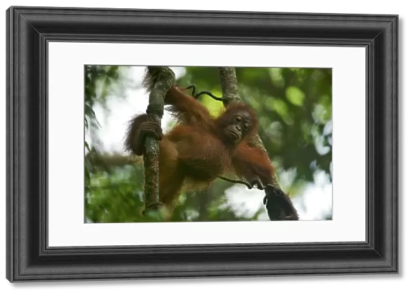 Juvenile female Bornean Orangutan (Pongo pygmaeus) called Betsy (daughter of Beth)
