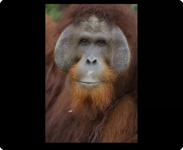 Orangutan (Pongo pygmaeus) adult male, Nyaru Menteng Orangutan Reintroduction Project