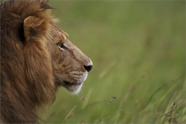 Male Lion (Panthera leo) Romeo from marsh pride, Masai Mara, Kenya