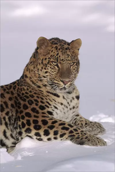 Amur leopard lying in snow. Captive animal, USA