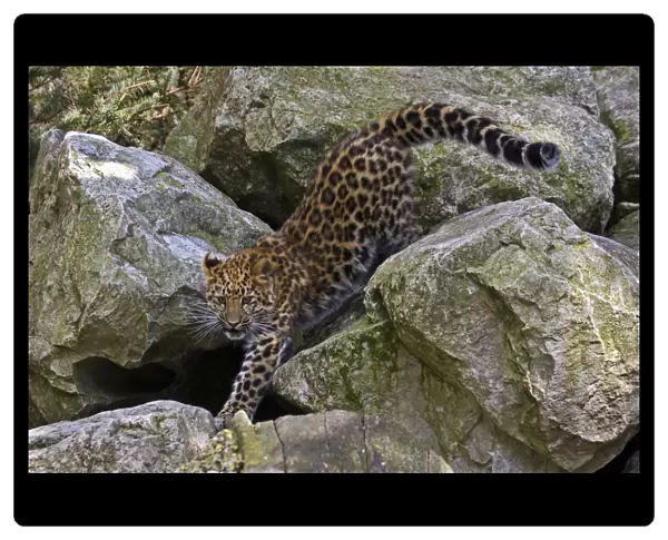 Amur Leopard (Panthera pardus orientalis) juvenile on rocks. Occurs NE China and SE Russia