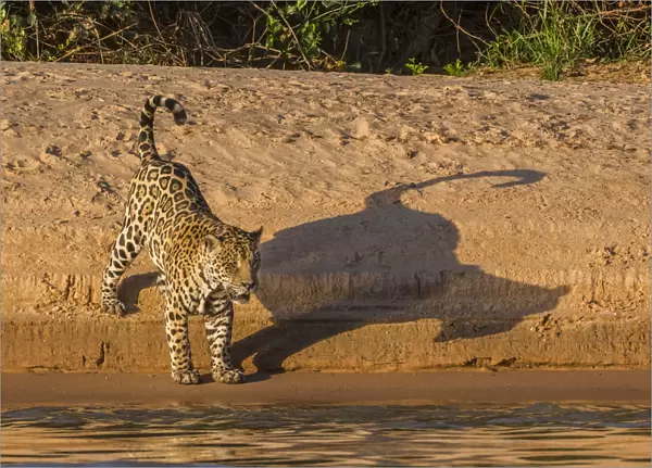 Jaguar (Panthera onca) on river bank, Cuiaba River, Pantanal Matogrossense National Park