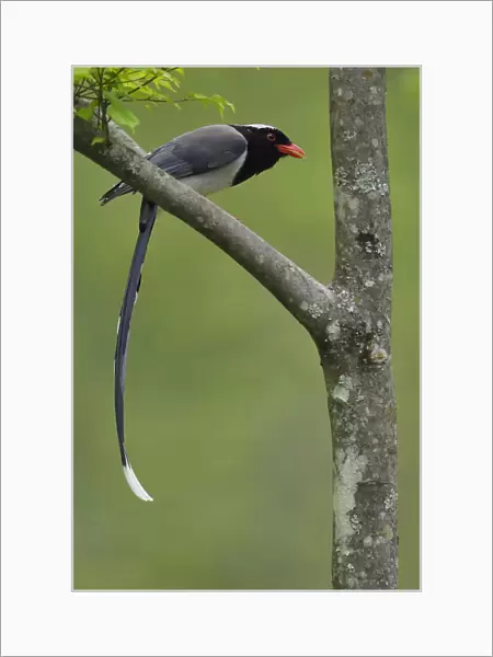 Red-billed blue magpie (Urocissa erythrorhyncha) perched on branch, Tangjiahe National