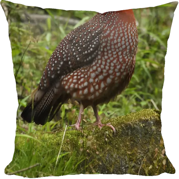 Temmincks tragopan (Tragopan temminckii) male bird walking throught the forest