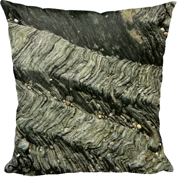 Crenulation cleavage developed in Pre-Cambrian age chlorite schist, a metamorphic rock Llyn