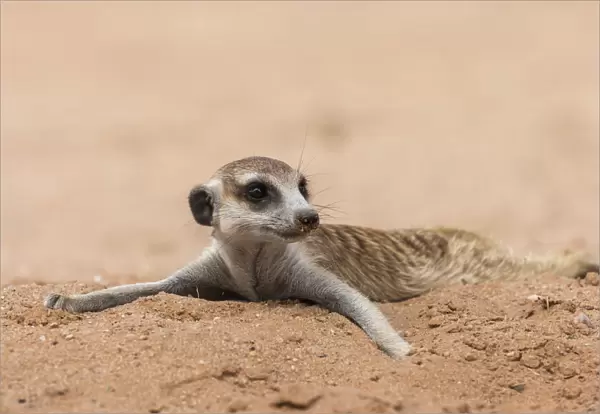 RF - Meerkat (Suricata suricatta) resting on cool sand, Kgalagadi Transfrontier Park, South Africa