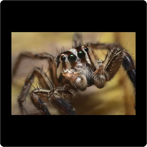 Jumping spider (Salticidae sp), close up. Wuliangshan Nature Reserve, Jingdong, Yunnan Province