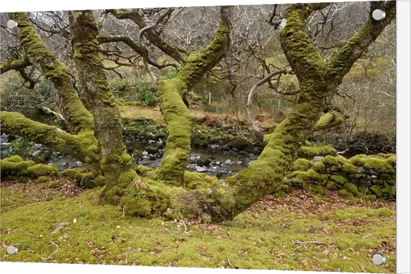 Coppiced oak tree covered in moss, Dernasliggaun, West of Leenaun, County Mayo, Republic of Ireland
