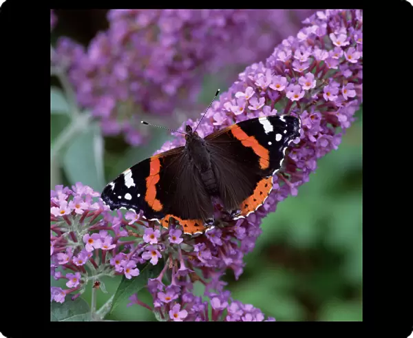 Red admiral butterfly (Vanessa atalanta) on Buddleia flowers, County Down, Northern Ireland