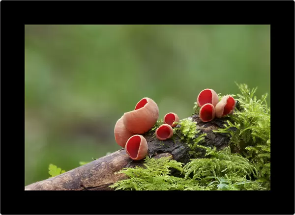 Scarlet elf cup (Sarcoscypha coccinea) in spring, Northern Ireland
